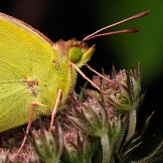 Colias